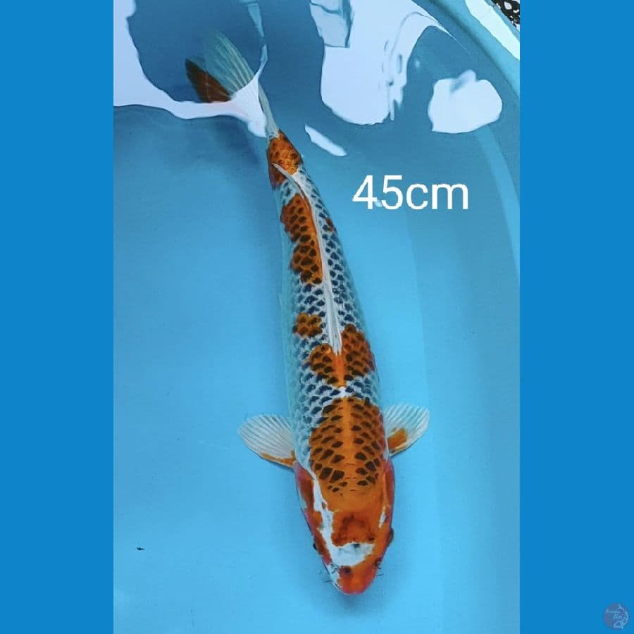 Jumbo kujaku 45cm