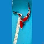 sanke 32cm