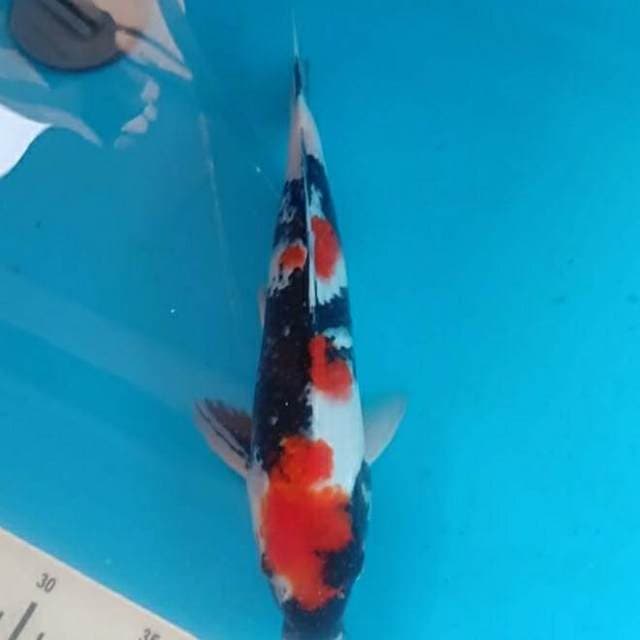 Showa 32cm..