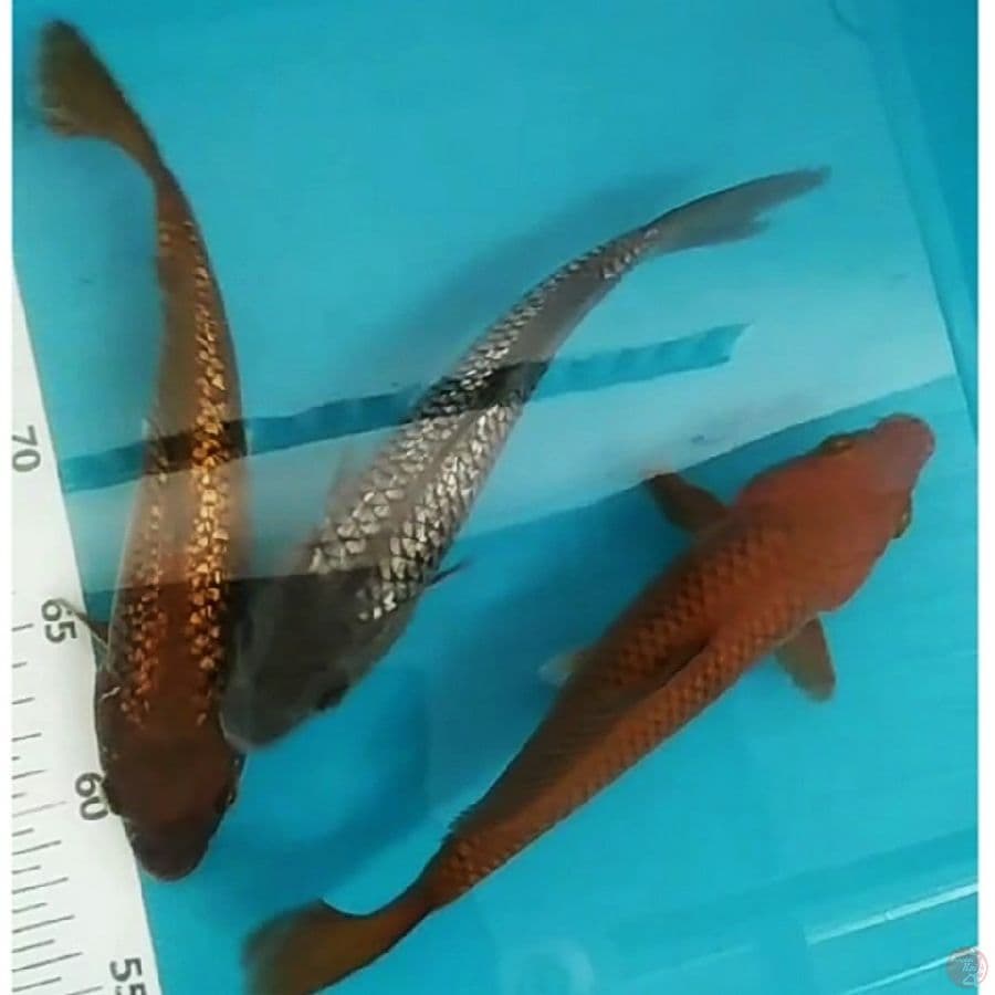 mix pejinak ginrin/non 22,23,24cm