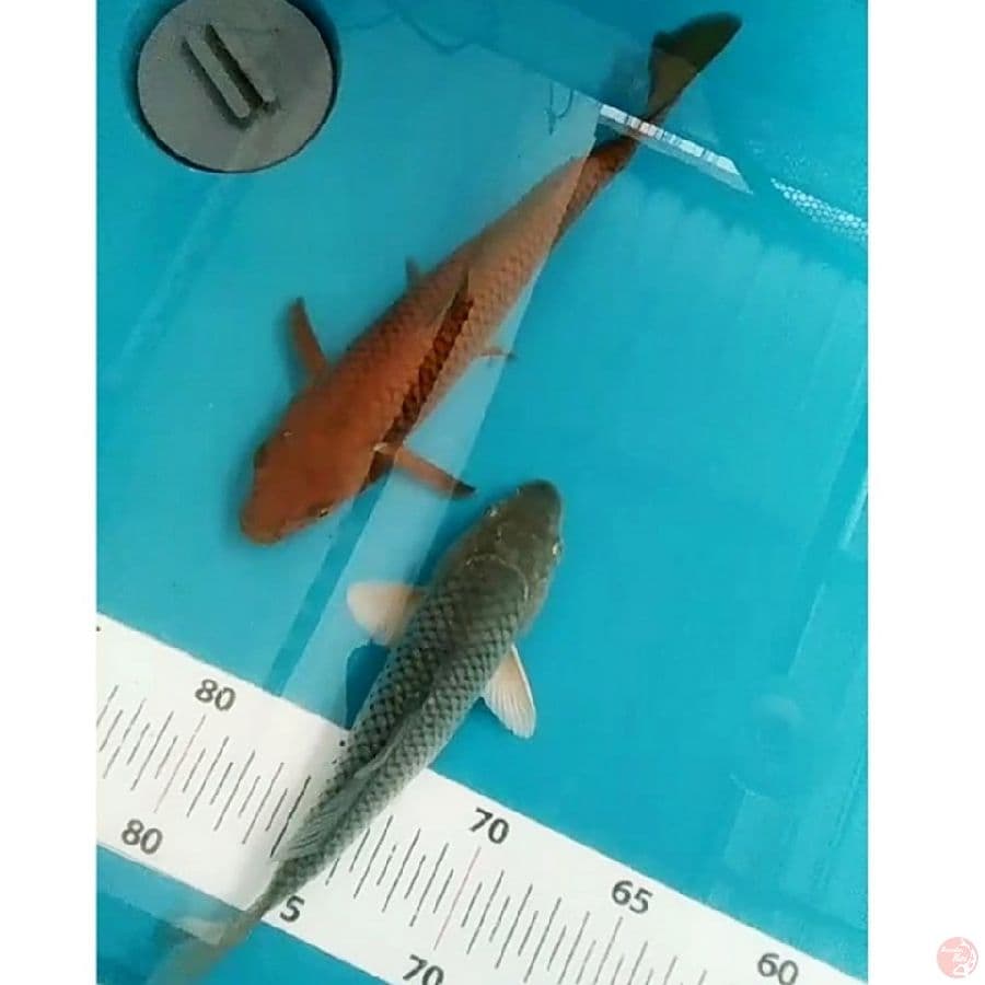 chagoi,sorahoi 20,25cm