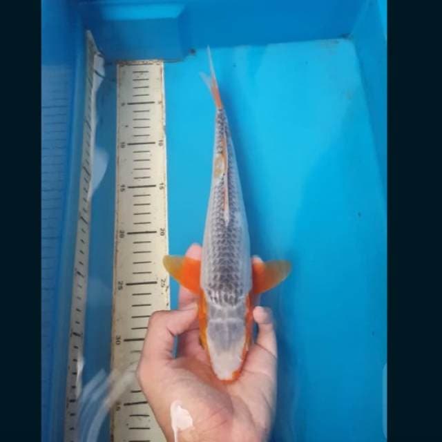 asagi import (ada minus) 35bu
