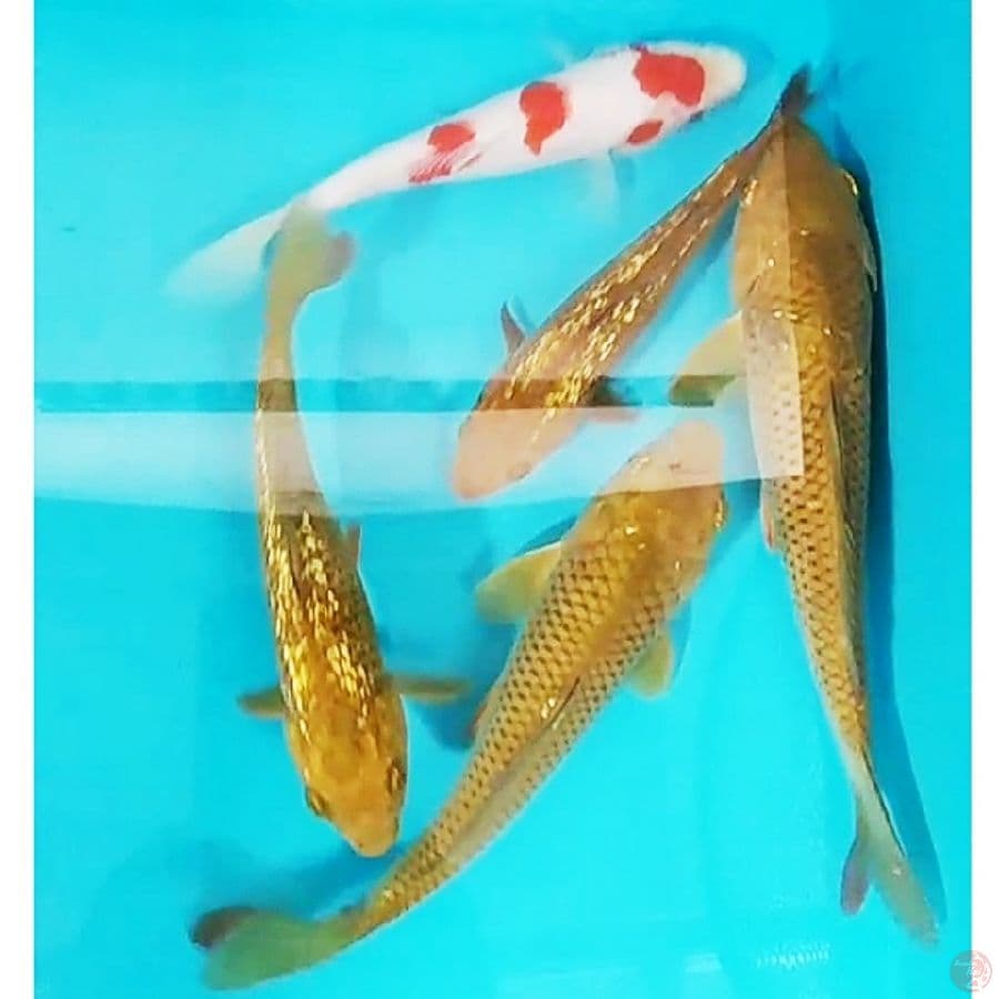 mix koi ginrin/non,18_23cm/5ekr