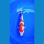 KOHAKU DOIT 33cm