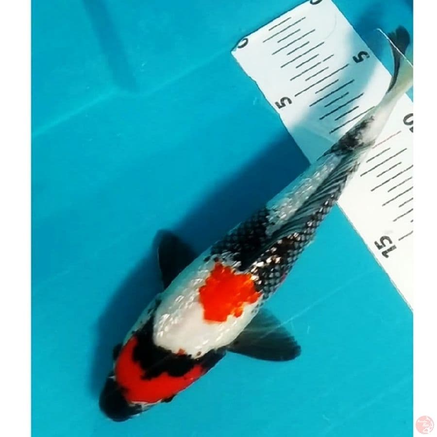 showa ginrin 25bu