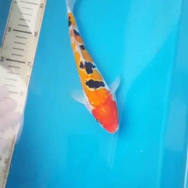 Sanke doitsu 30bu