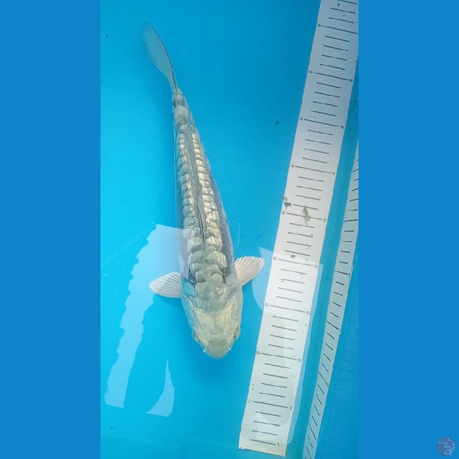 saragoi oragoke ginrin 33 cm