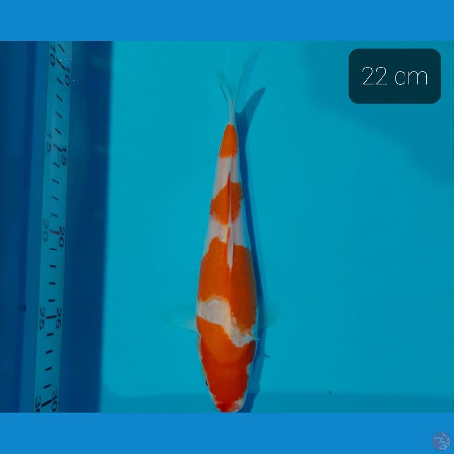 kohaku 22 cm
