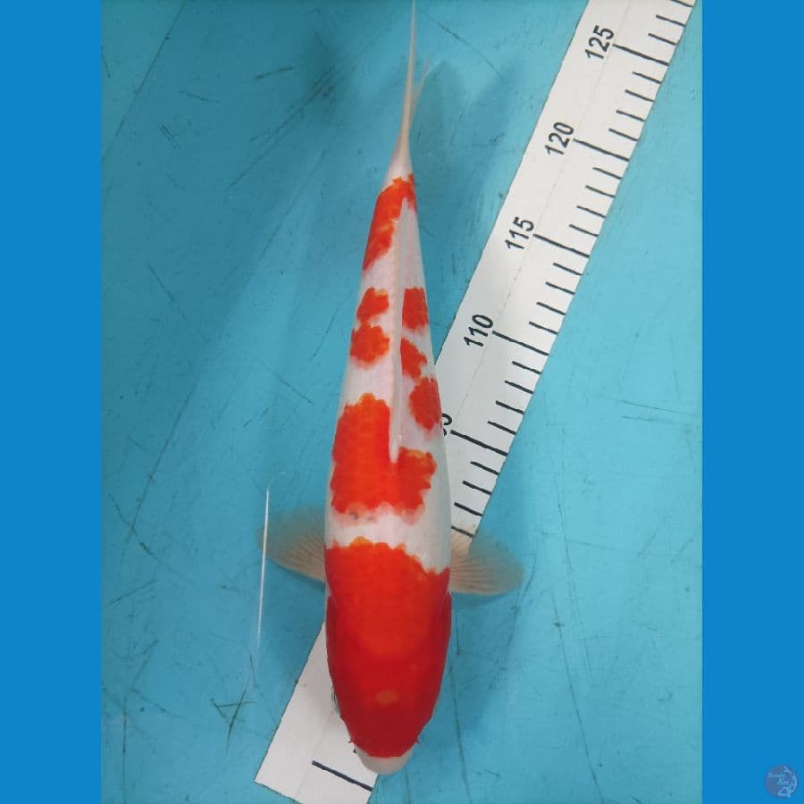 sanke 31cm