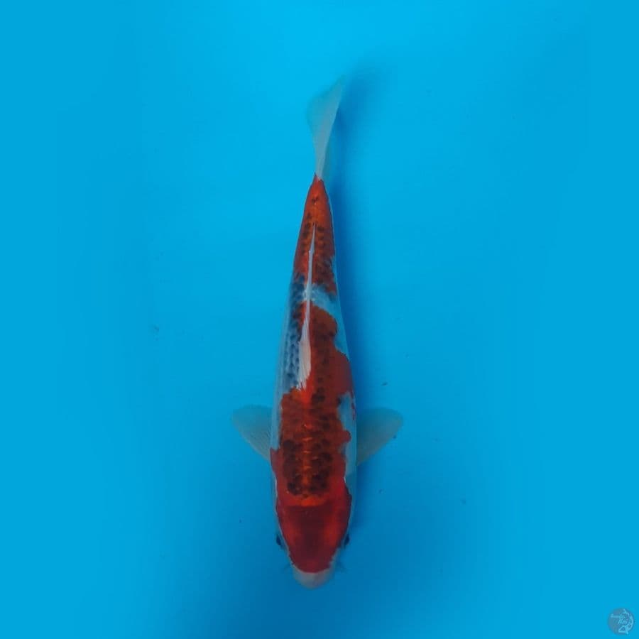 Gosiki
