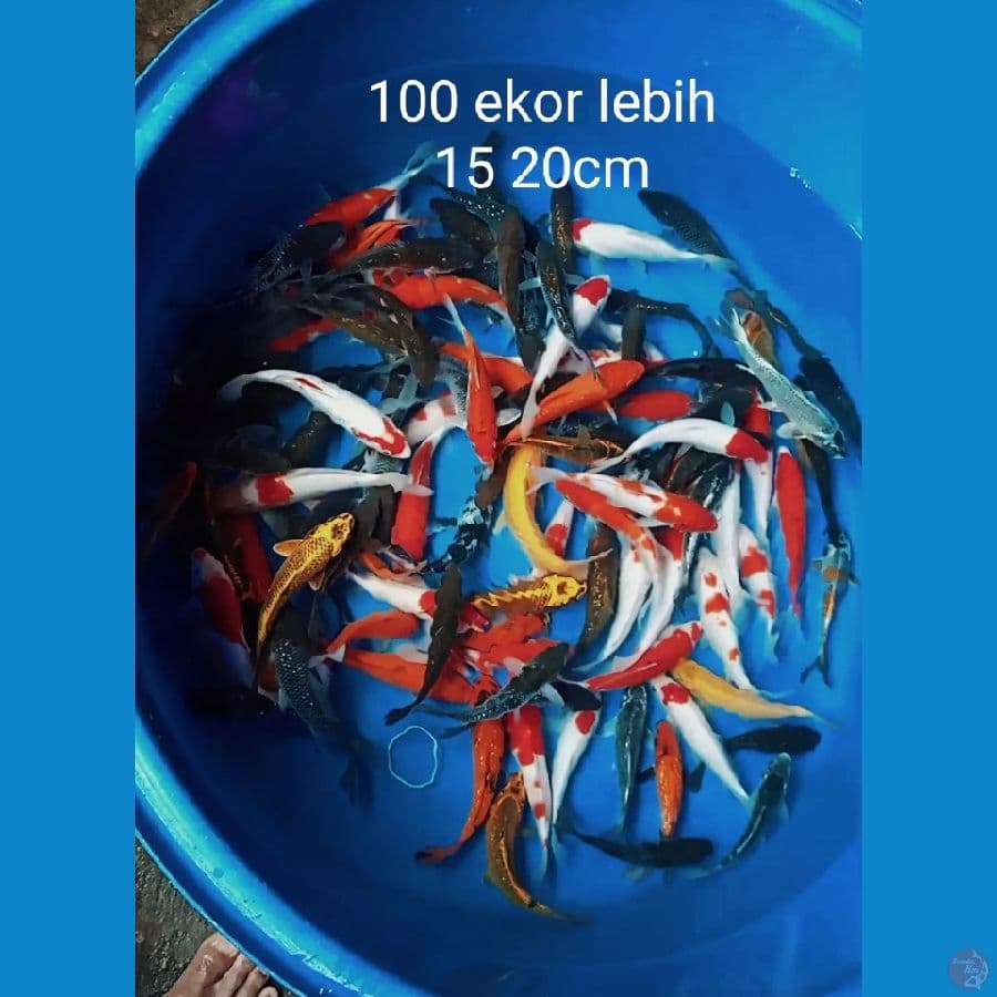 mix 100 ekor lebih 15 20cm
