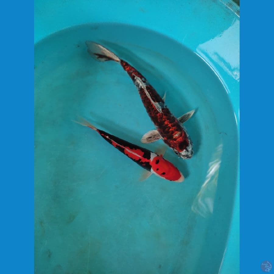 2 ekor 23-26 cm