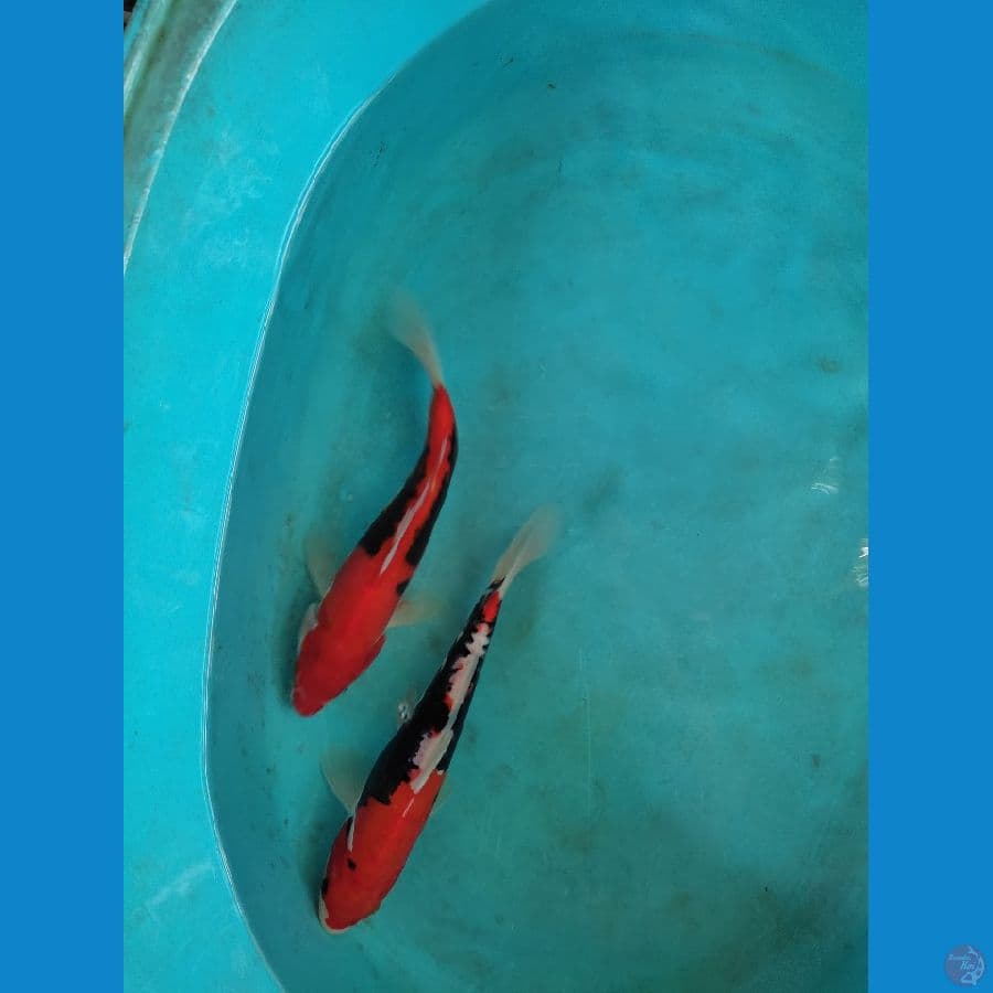 2 ekor 26-26 cm