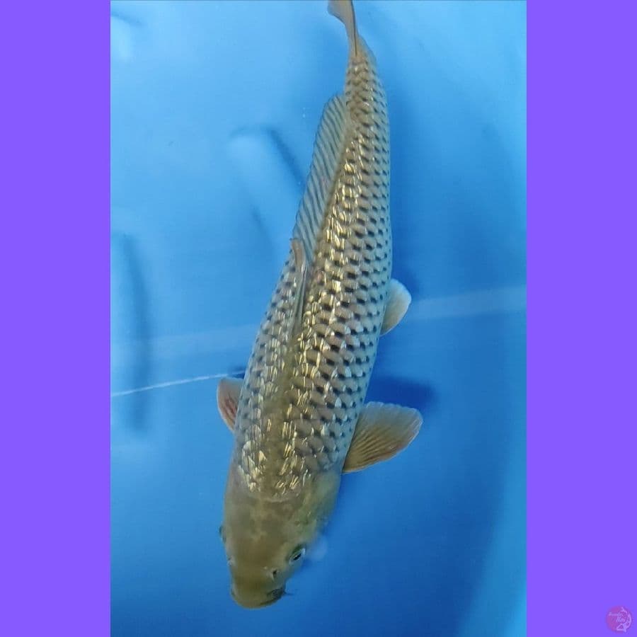 MIDORI GINRIN # 45CM