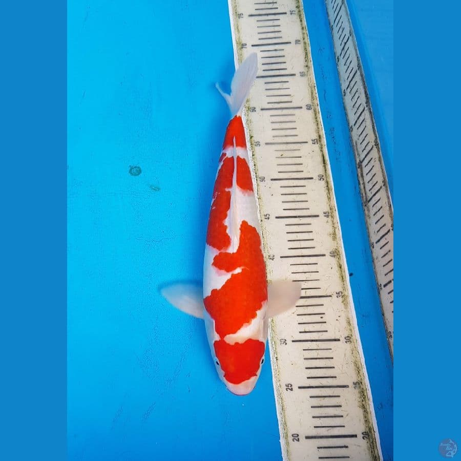 MARUTEN KOHAKU MERAH STRONG