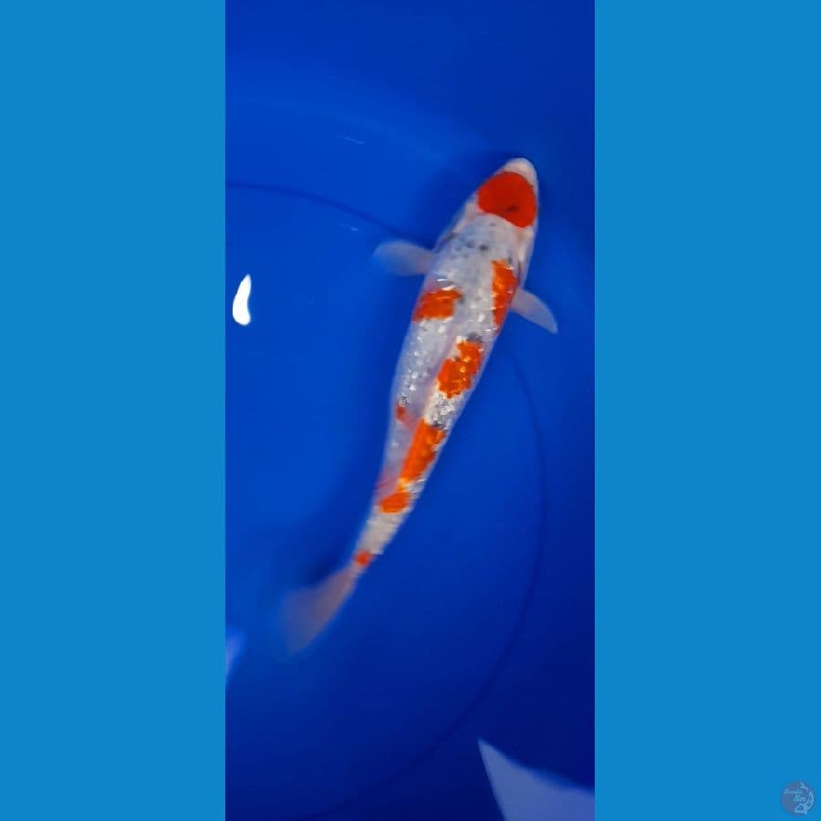 Maruten gosiki ginrin 32Cm