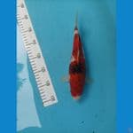 goromo 28cm