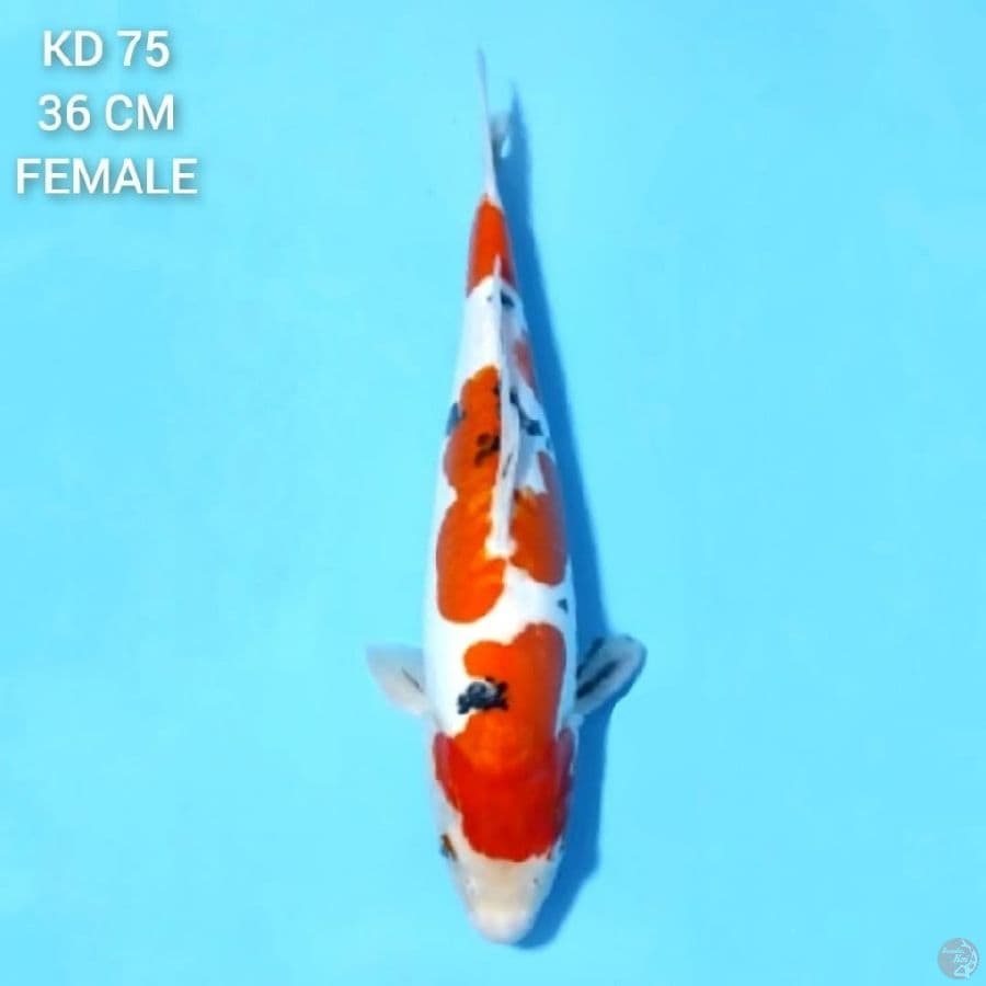 Doitsu Sanke Original 36cm Female