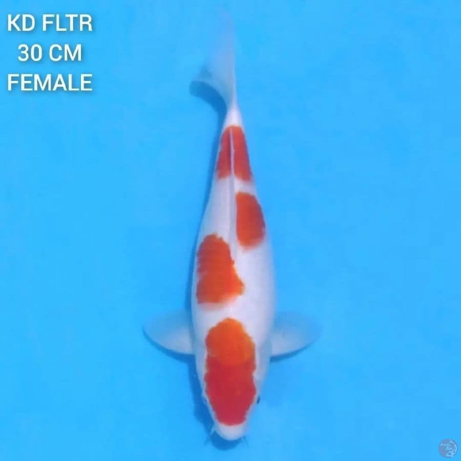 Kohaku 4 Step Original 30cm Female