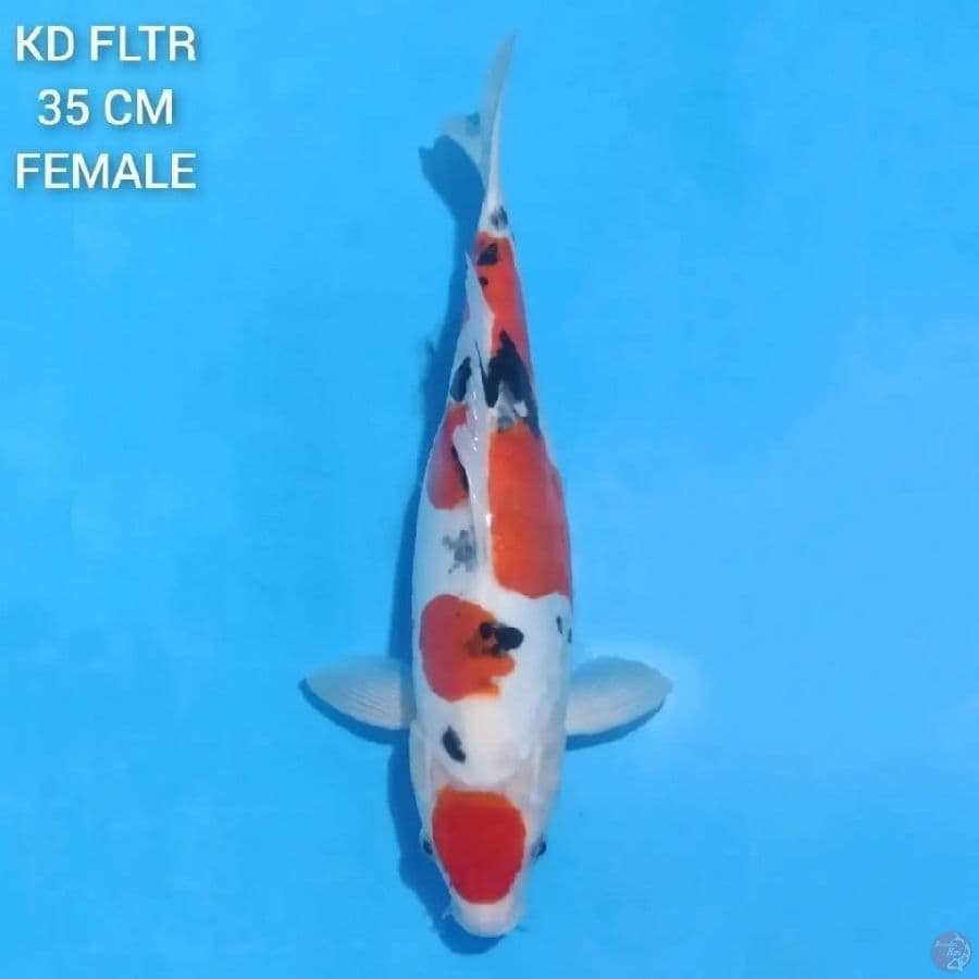 Sanke Doitsu 35cm Female