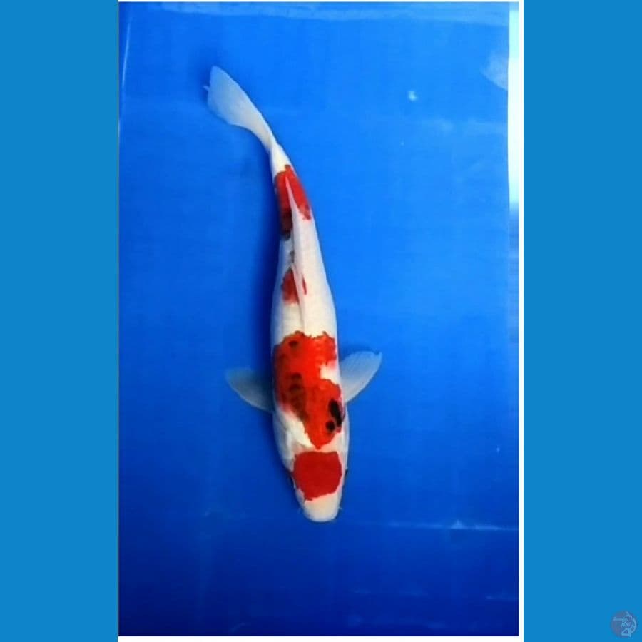 Maruten~ FM 35cm