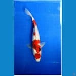 Maruten~ FM 35cm