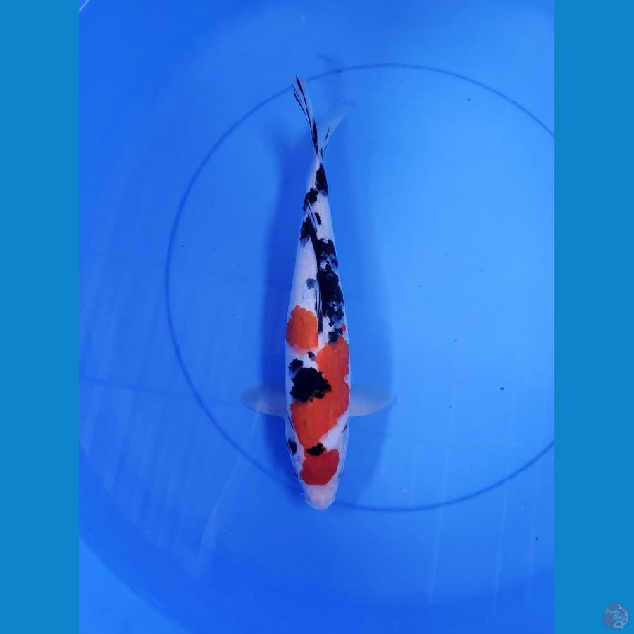 SANKE SZ 30cm Male