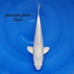 PLATINUM putih salju Full Ginrin