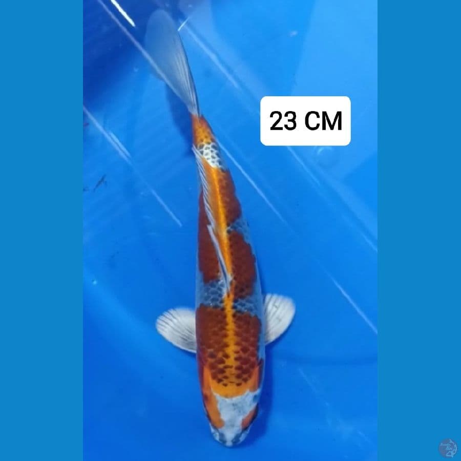 GINGGA SQ 23 cm