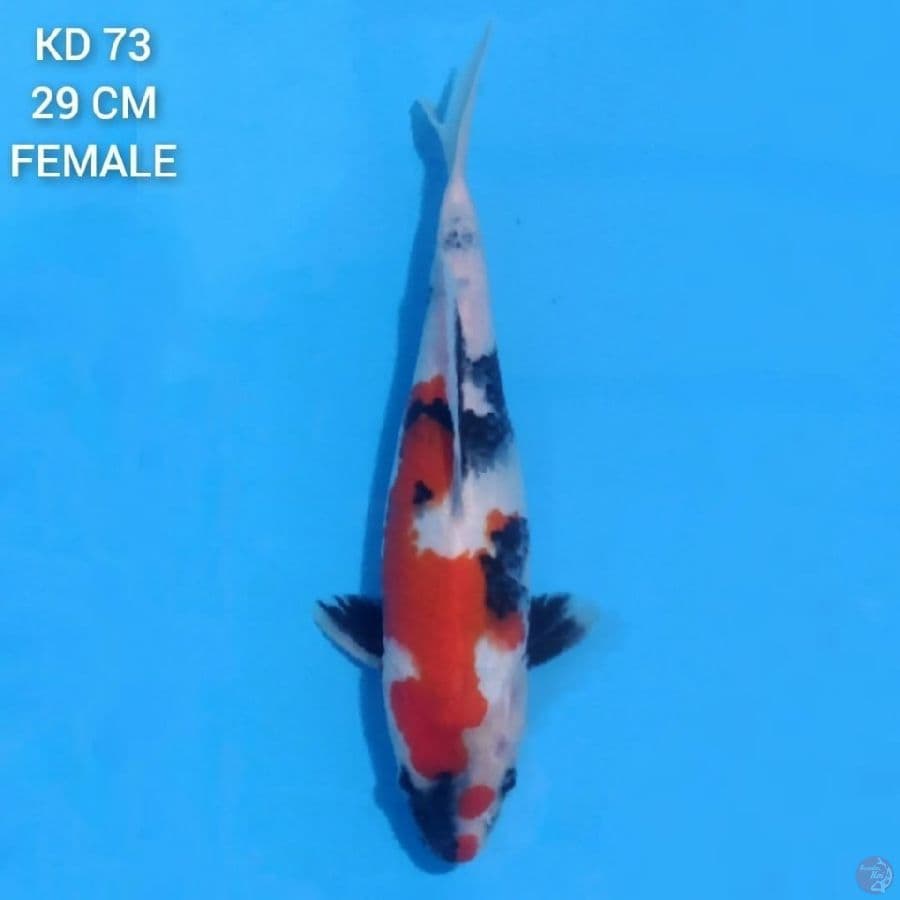 showa 29cm female