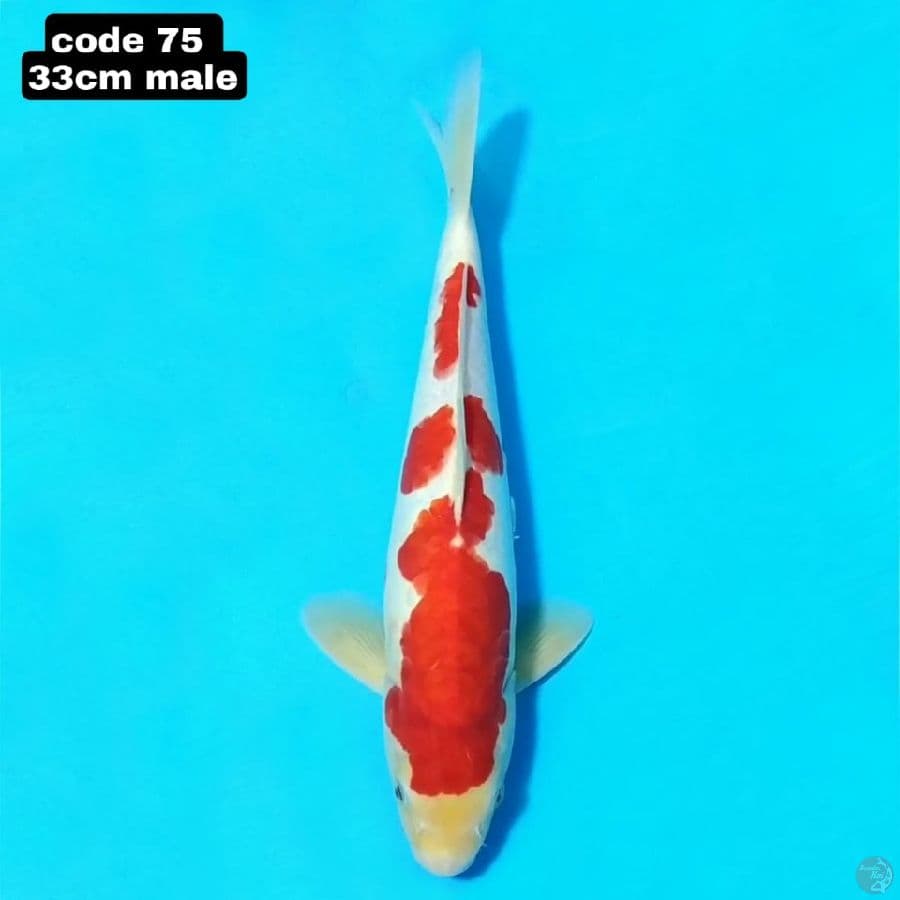 doitsu merah kohaku 33cm male 