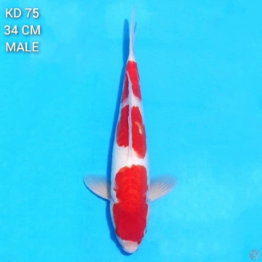 red doitsu kohaku 34cm male