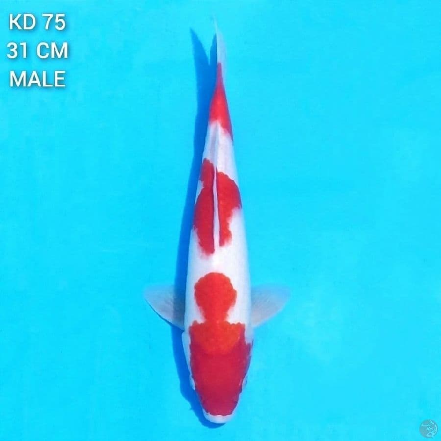red kohaku 3step 31cm male 