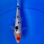 Doitsu 24 cm