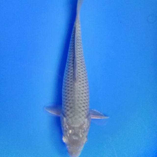 Soragoi 27 cm