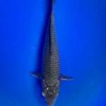 Soragoi 27 cm