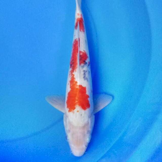 Sanke 38 cm