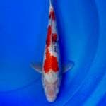 Sanke 38 cm