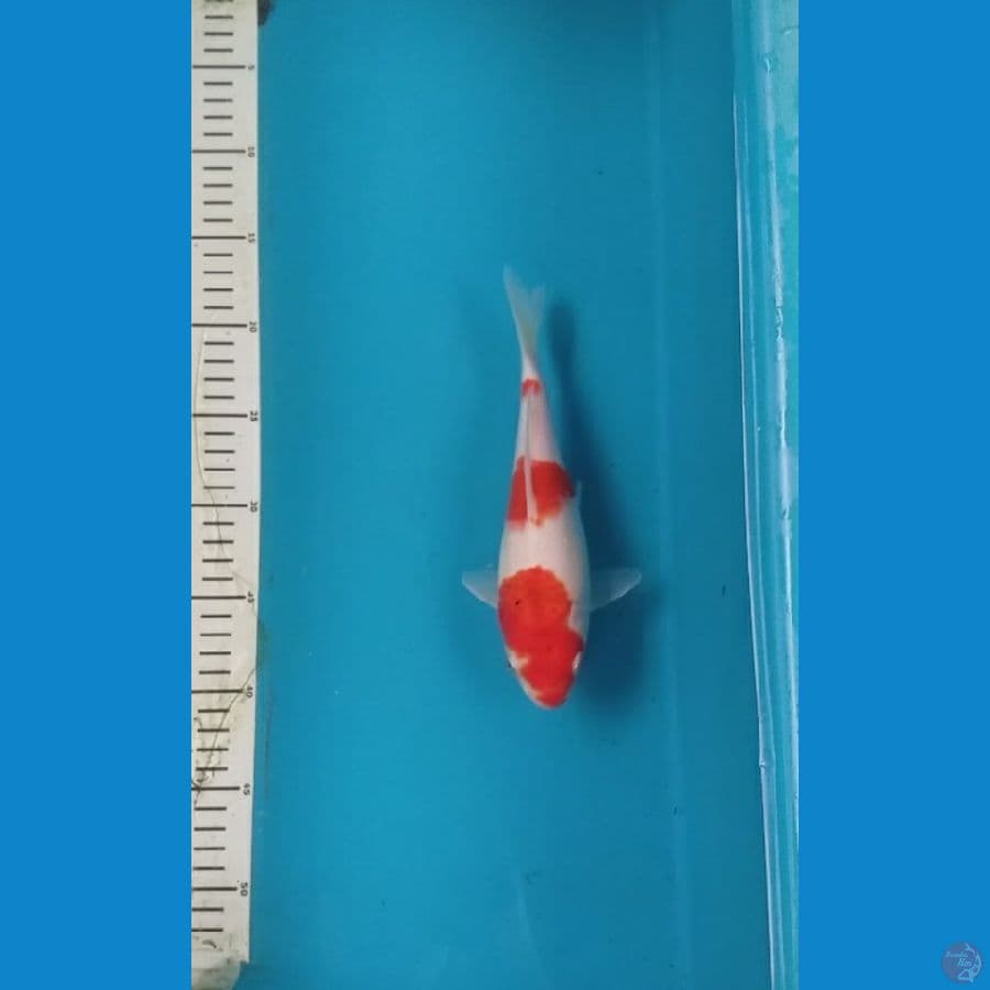 kohaku pendek????