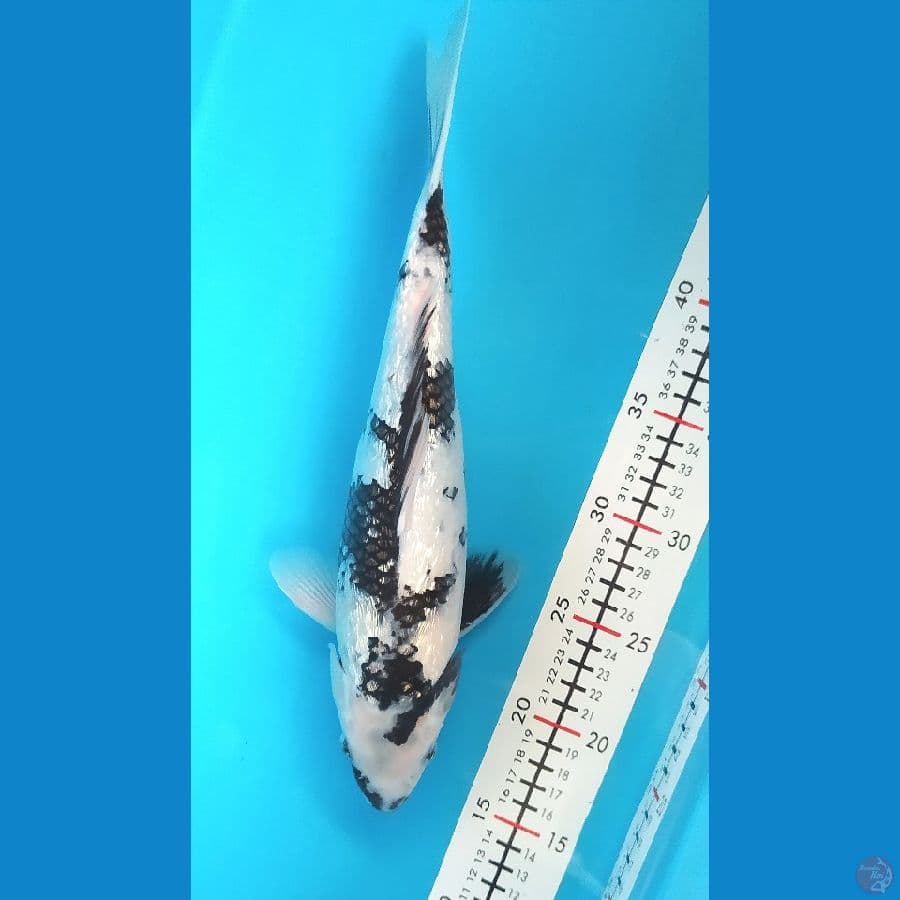 SHIRO GINRIN 33 CM FEMALE 