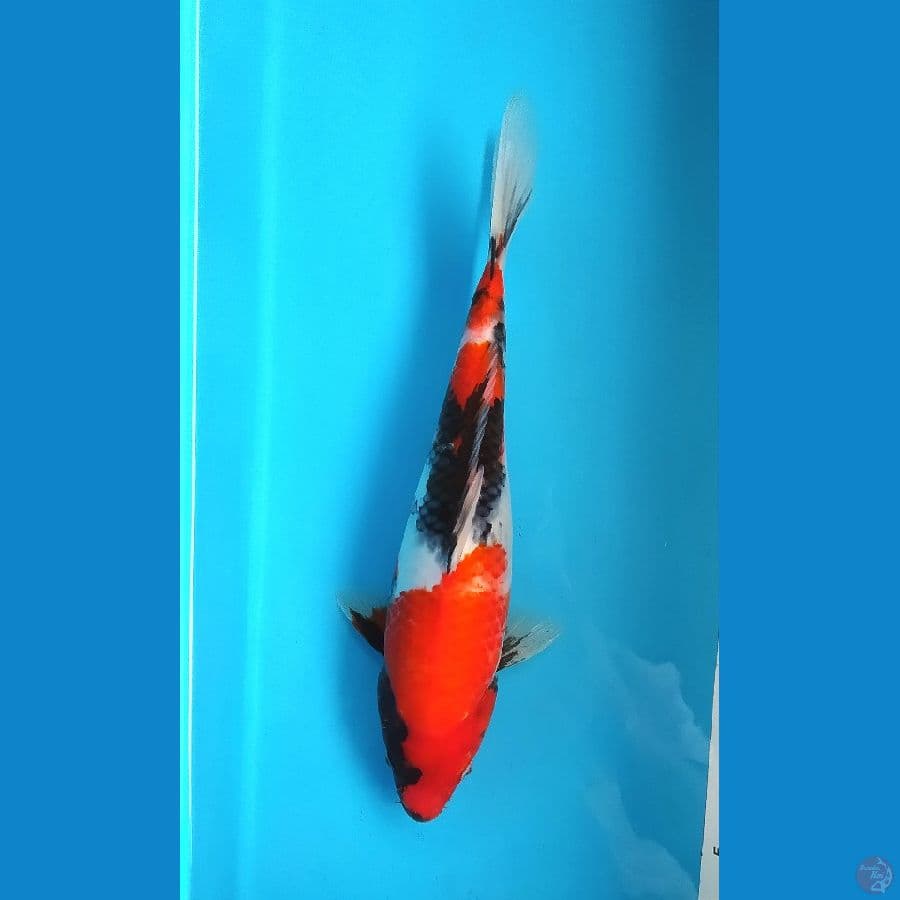 SHOWA FEMALE 30 CM