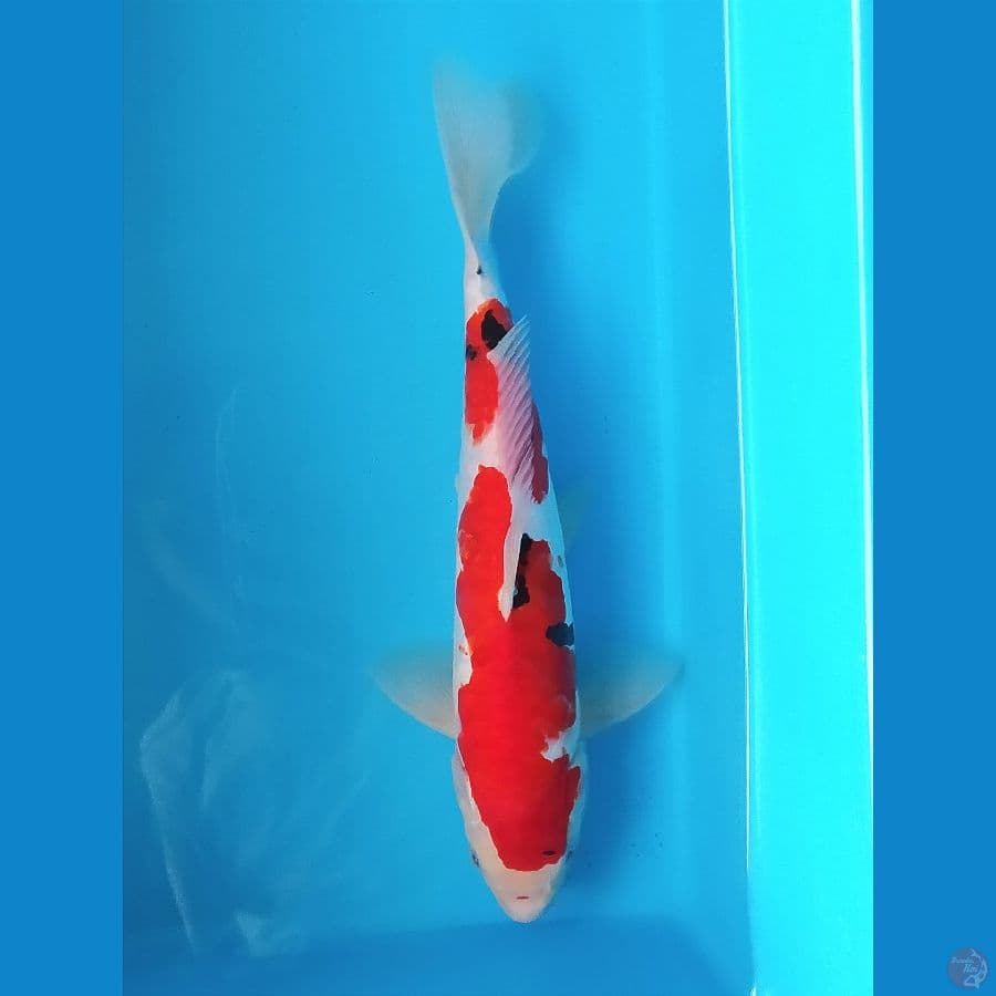 SANKE  DOITSU ARAGOKE 31 CM MALE