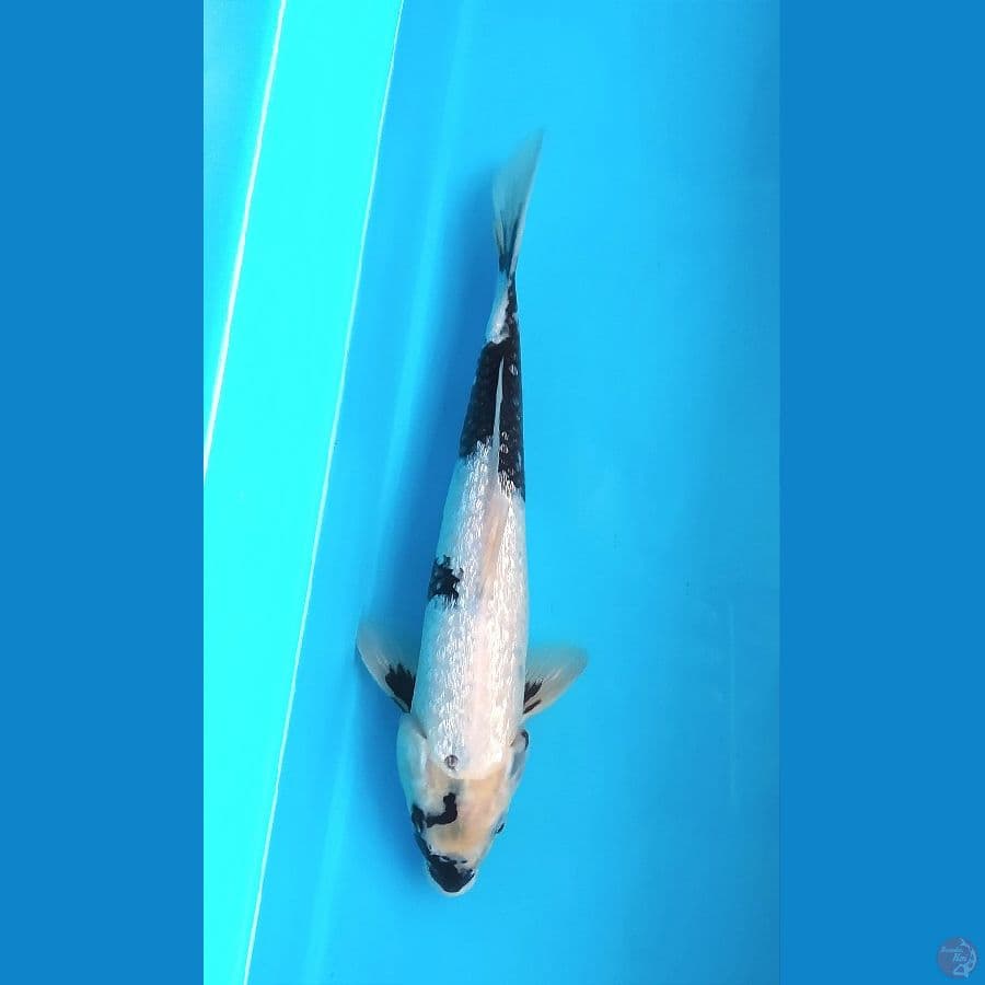 SHIRO GINRIN 30CM MALE 