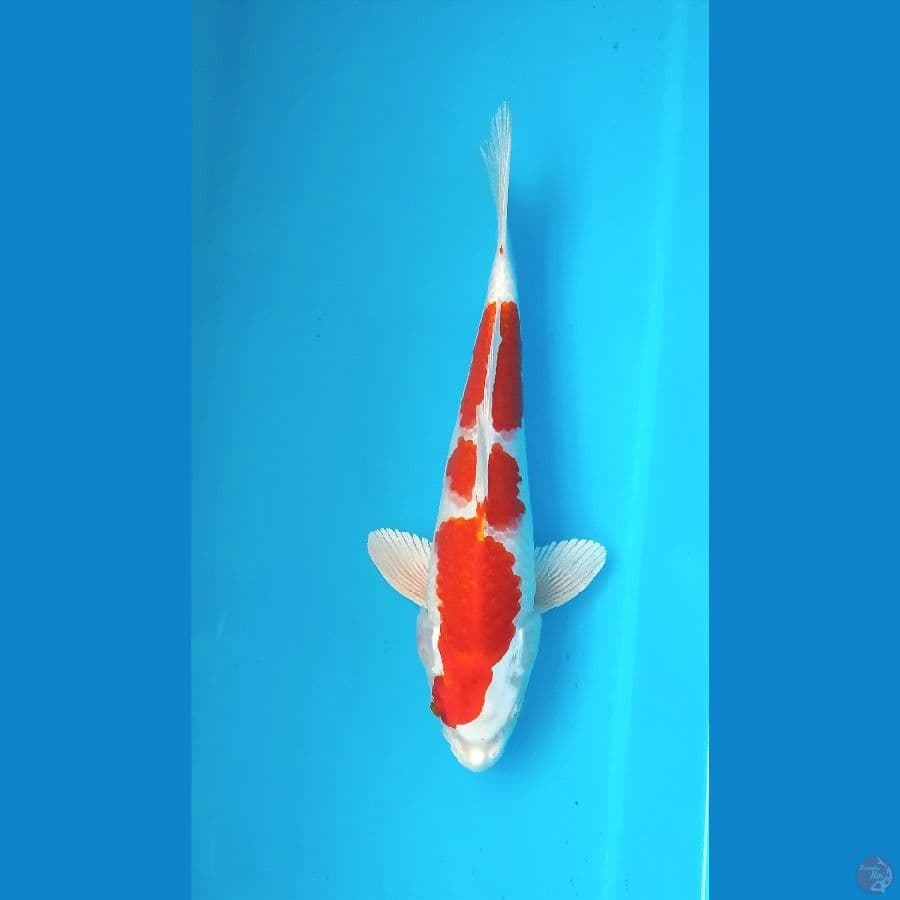 KOHAKU HIKARI 26CM MALE