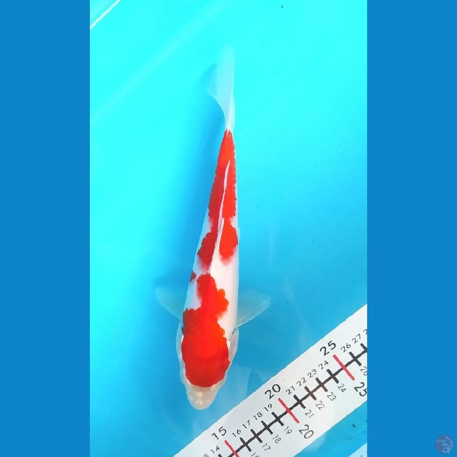 KOHAKU 23 CM MALE