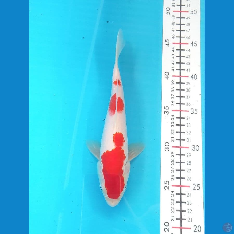 KOHAKU 23 CM MALE