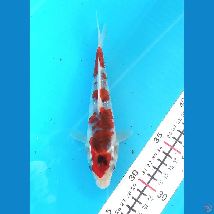 GOSHIKI 19 CM MALE