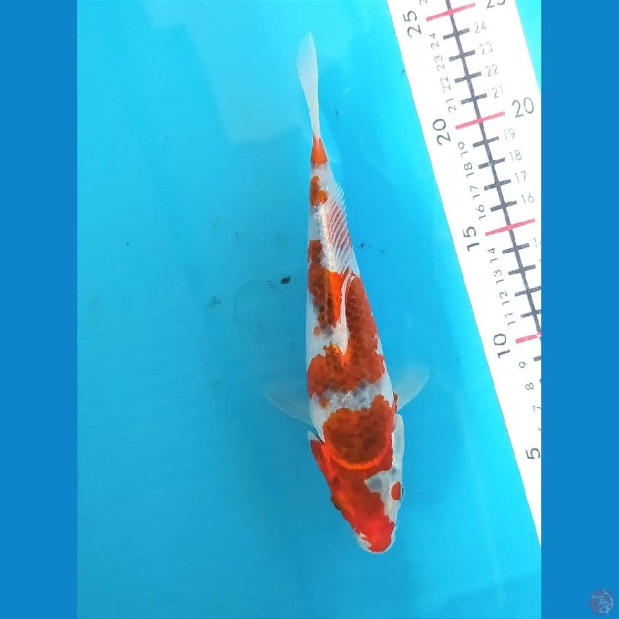 GOSHIKI 21 CM MALE 