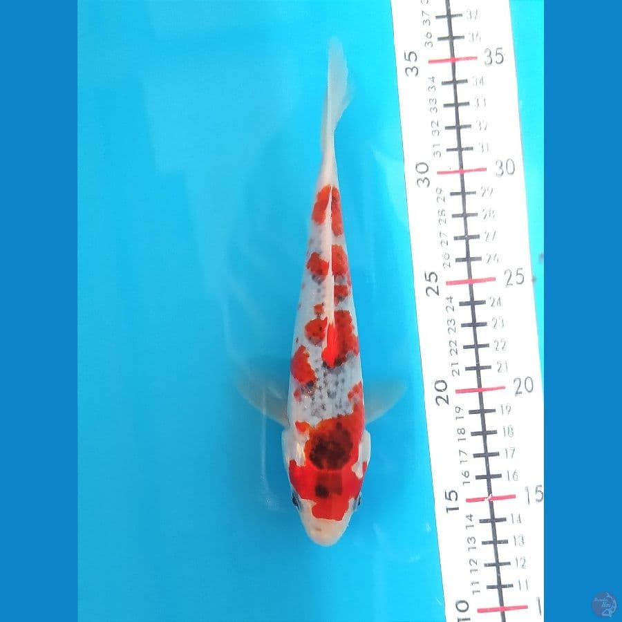 GOSHIKI 21 CM MALE