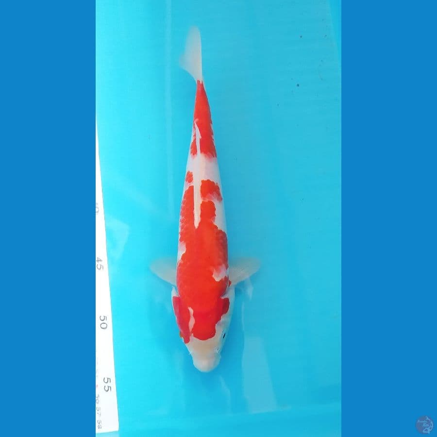 KOHAKU 28 CM FEMALE 